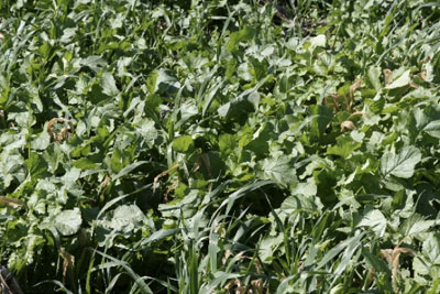 TIMELY CONTROL OF COVER CROPS IS ESSENTIAL FOR A FOLLOWING CLEAN CROP